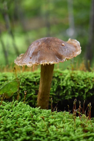 Herbst von Sylvia Schmidt