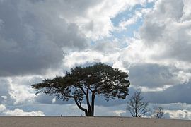 Stilistischer Baum auf der Dünenspitze von BriGit Stokman