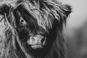 Junger schottischer Highlander (Schwarz und Weiß) II von Latifa - Natuurfotografie