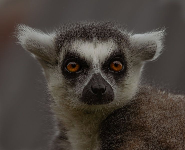 Ringtail Makie. by Wouter Van der Zwan