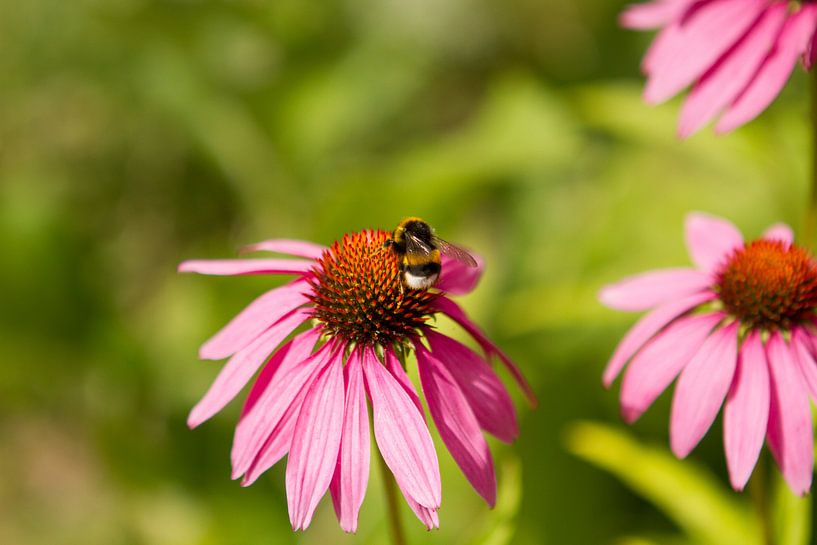 Hommel op Zonnehoed bloem by view photo