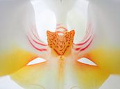 Hart van de orchidee by Dagmar van Nieuwpoort thumbnail
