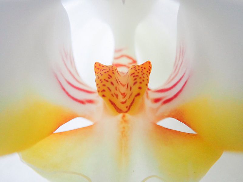 Hart van de orchidee by Dagmar van Nieuwpoort