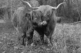 Schotse hooglanders van Peter Bartelings