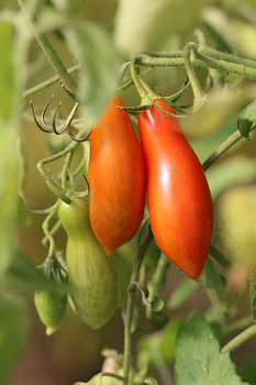 Andine Mais - längliche Tomate