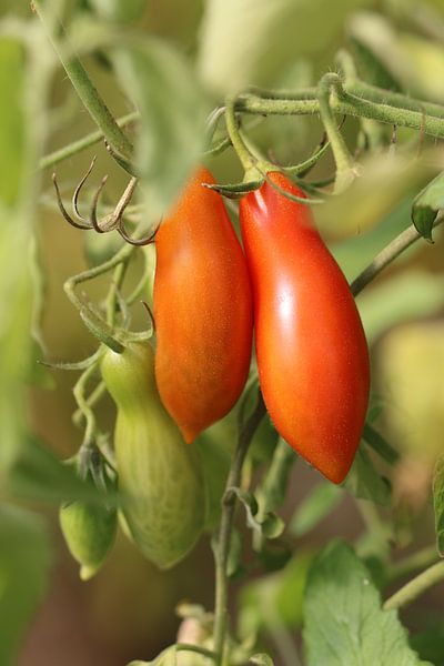Andine Mais - längliche Tomate von Bärbel Severens