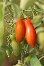 Andine Mais - längliche Tomate von Bärbel Severens Miniaturansicht