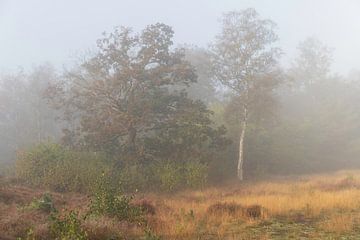 Mistige ochtend in het Noordbargerbos van Quirina Kamoen