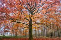 Fiery fall by Tvurk Photography thumbnail