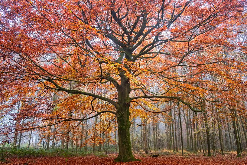 Vurige herfst van Tvurk Photography