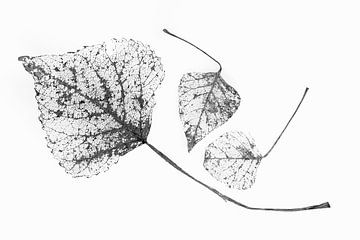 Grafik Botanisch Japandi 3 Basic