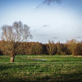 Pollard willow in the middle of a field by Mister Moret