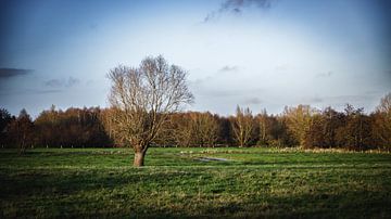 Saule têtard au milieu d'un champ