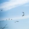 Flock of birds flying in the air against a blue sky by Fotografiecor .nl