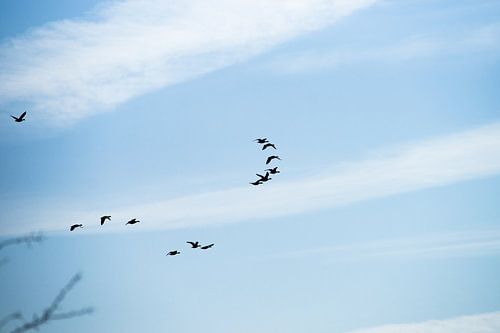 Flock of birds flying in the air against a blue sky