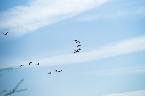 Groep vogels in formatie tegen een blauwe lucht