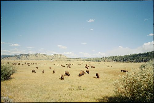 Fluffy Cows, Yellowstone-Nationalpark (2024) von Finn Schouten