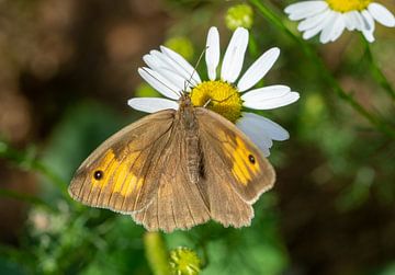 Großes Ochsenauge Tagfalter Schmetterling auf einer Blume von Animaflora PicsStock