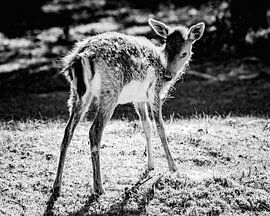 Black and White Bambi by Marlies Gerritsen Photography