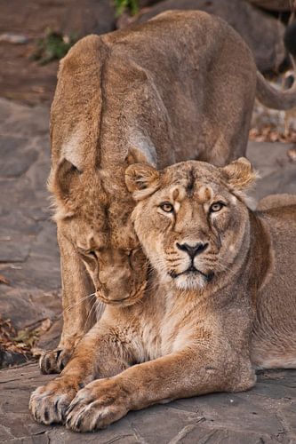 Beautiful and strong lioness