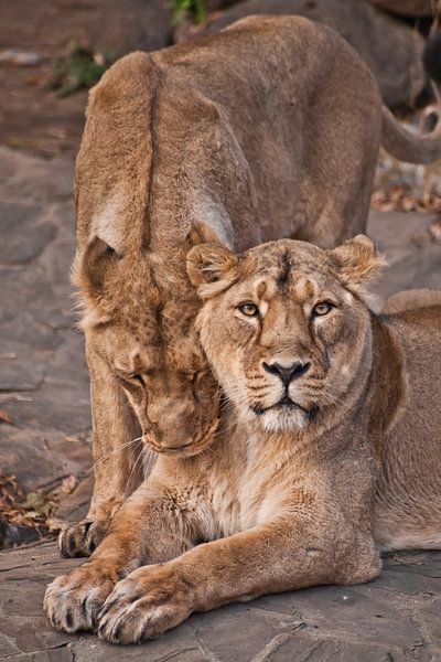 Beautiful and strong lioness by Michael Semenov