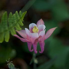 Akelei Aquilegia caerulea bloem van Roberto Zea Groenland-Vogels