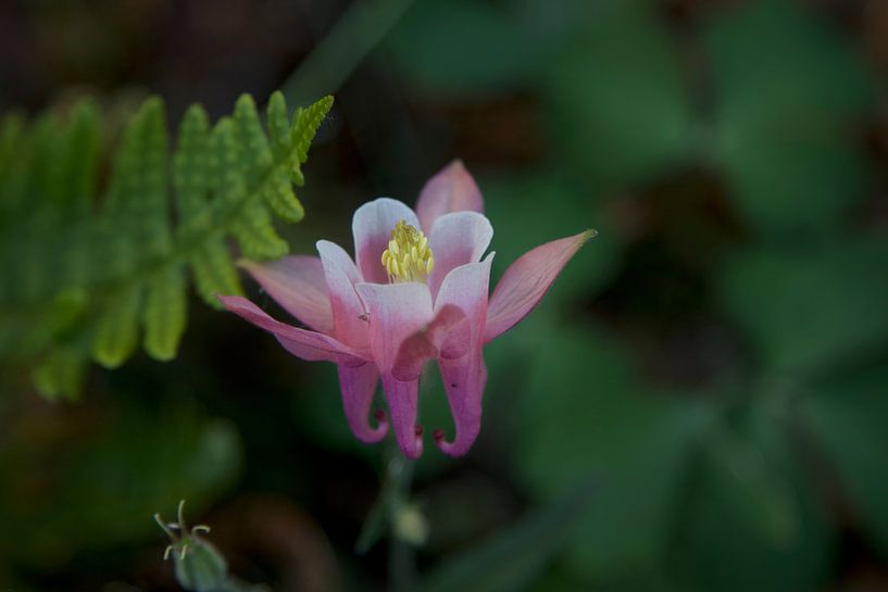 Akelei Aquilegia caerulea bloem van Roberto Zea Groenland-Vogels