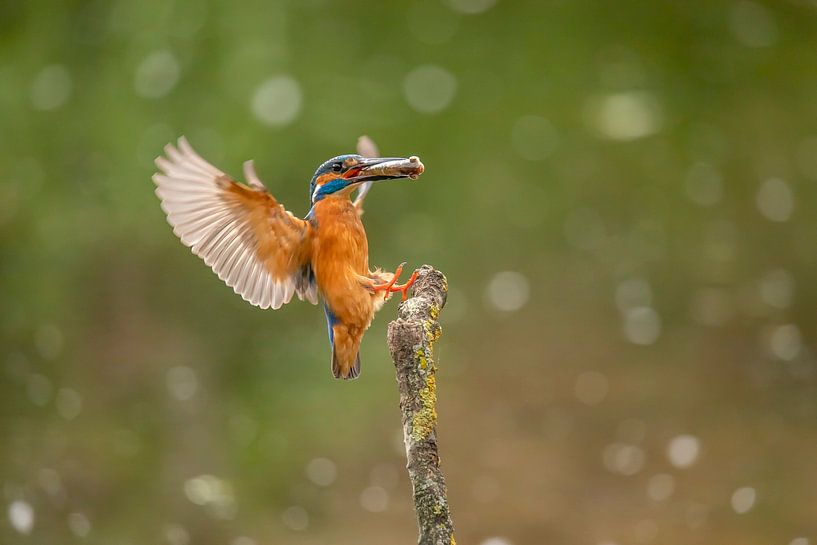 Kingfisher, Alcedo atthis by Gert Hilbink