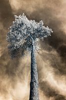 Photographie infrarouge d'un arbre majestueux dans une perspective unique avec un ciel doré dramatique. Tirage photo.