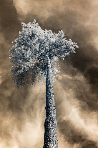 Infrared photography of a stately tree from a unique perspective with dramatic golden sky. Photo print.