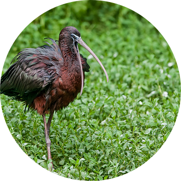 Zwarte Ibis : Diergaarde Blijdorp van Loek Lobel