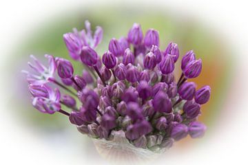 Paarse Alliumknop in soft focus van Mariette Alders