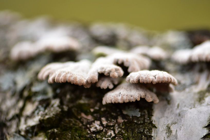 Shelter by Frank Ubachs fotografie