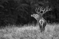 Red deer by Menno Schaefer thumbnail