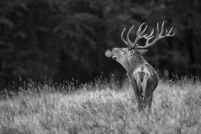 Red deer by Menno Schaefer