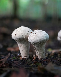 Perlstaubpilz im Amsterdamer Wald
