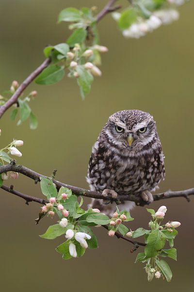 Little Owl (Athene noctua) by Ronald Pol