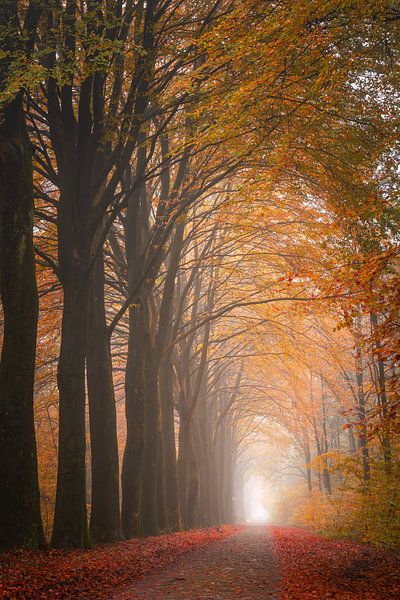 Herbst von Marco Lok