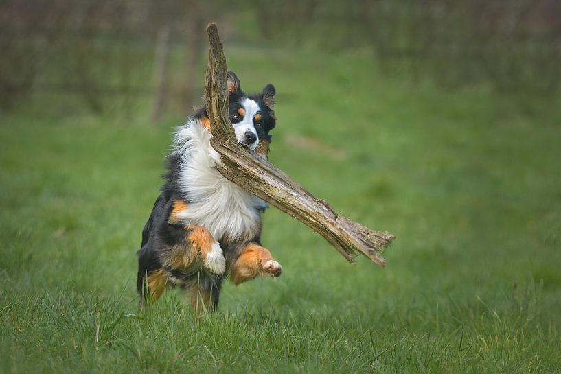 Australian Shepherd von Dieter Beselt