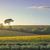 Pinienwälder und Weinberge, Herbstlandschaft im Chianti, Toskana von Stefano Orazzini