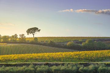 Pijnbomen en wijngaarden, herfstlandschap in Chianti, Toscane