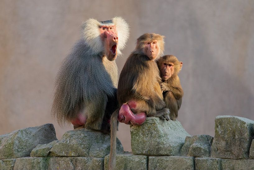 Baboon family by John Dekker