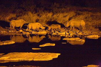 Nachtwacht bij de waterpoel - Ontmoeting in Halali