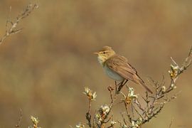 Willow Warbler by Ruben Evers