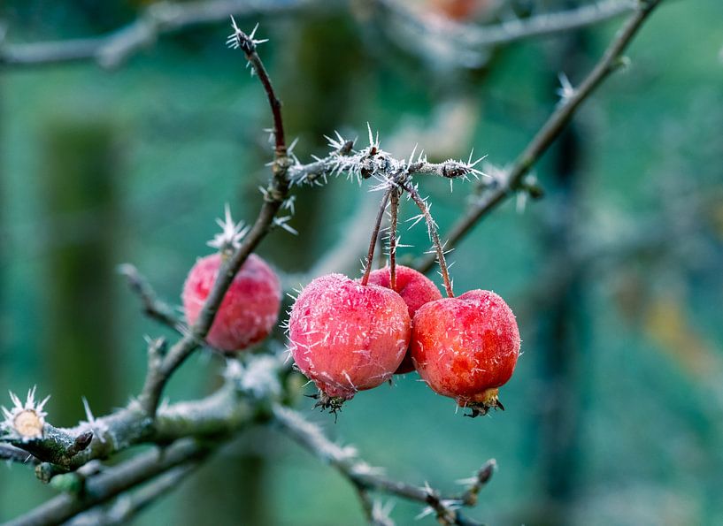 Ornamental apples in winter by ManfredFotos