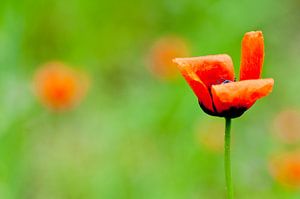 Lonely poppy
