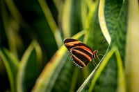 Bring the beauty of nature into your home