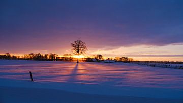 winter zonlicht van P Hogeveen