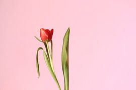 Lonely red tulip on a light pink background. by Hester Hielkema
