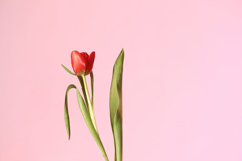 Einsame rote Tulpe auf einem hellrosa Hintergrund. von Hester Hielkema
